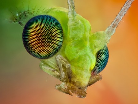 Eyes of insect