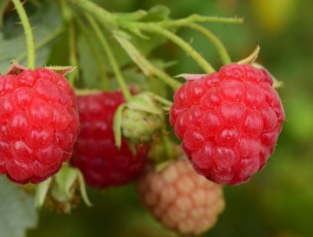 Macro raspberry