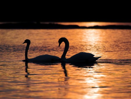 Swans in river
