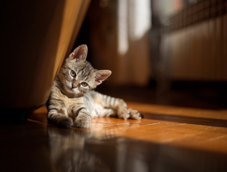 Sunny cat
