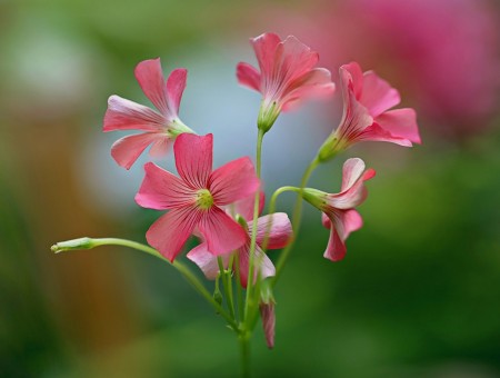 Macro little pink flower