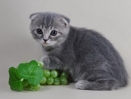 Grey cat and winegrape