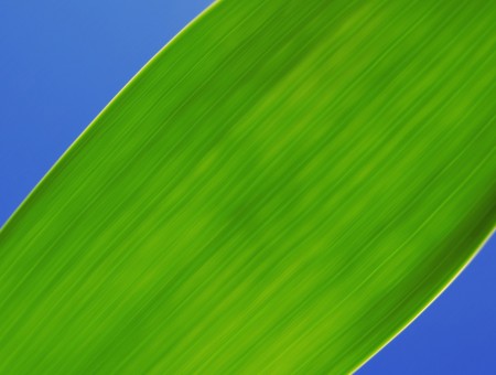 GReen leave and blue