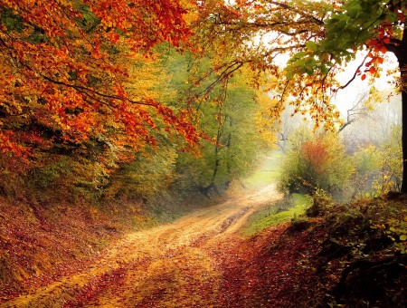 Autumn leaves road
