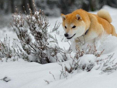 Dog run on snow