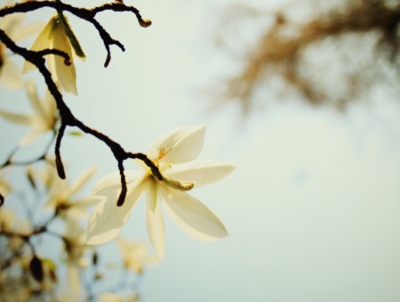 Macro branch and white flower