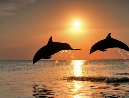 Two dolphins jumping on the water