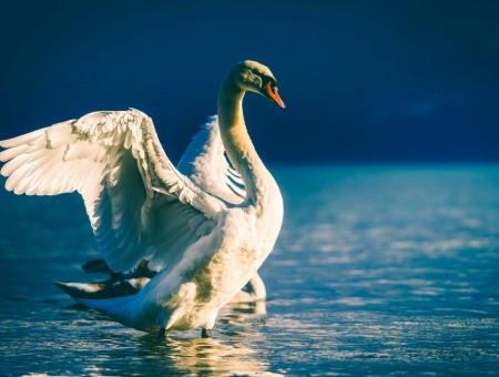 Swan above water