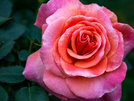 Flora rose flowers