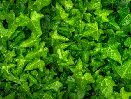 Green leaves in drops
