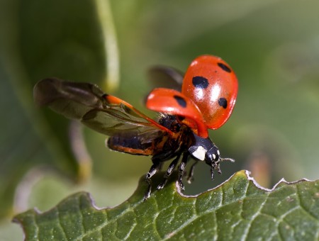 Macro Ladybug on leaf