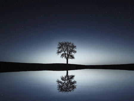 Reflection of a lone tree in a lake