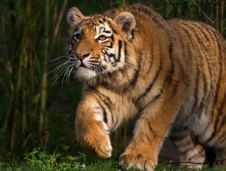Wild tiger