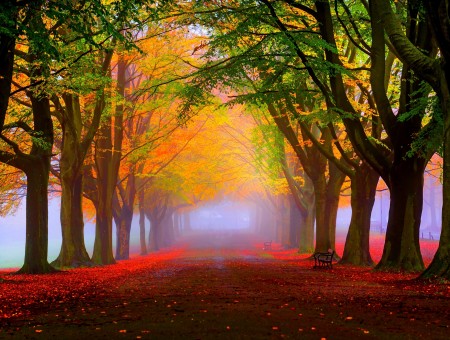 Autumn garden road