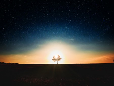 Lonely tree and stars