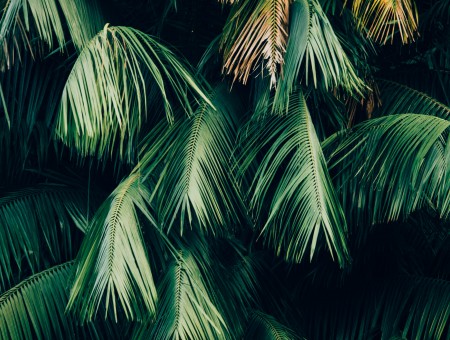 Palm leefs