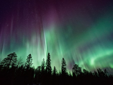 Northern Lights above forest