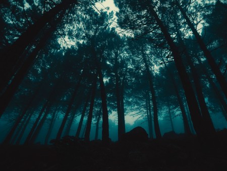 Dark in forest