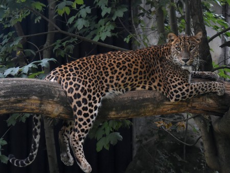 Wild leopard on tree