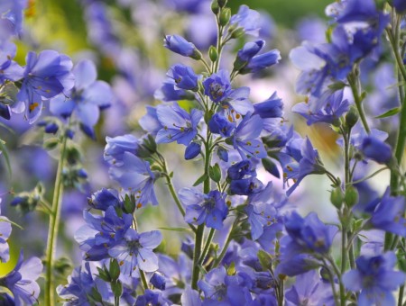 Macro blue petals