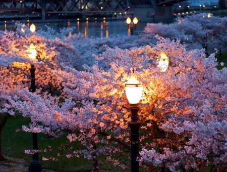 Bloom trees and city lights