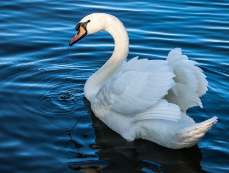 A swan on a blue river