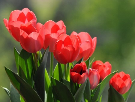 Red tulips on field