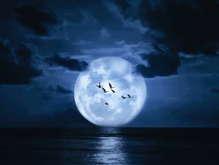 Gulls in night on moon background