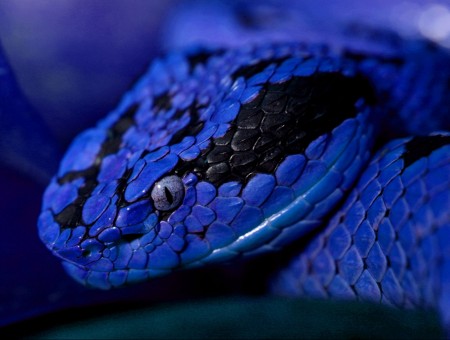 Eyes blue snake