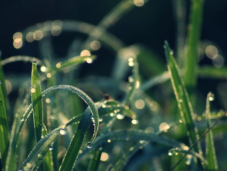 Grass in rain drops