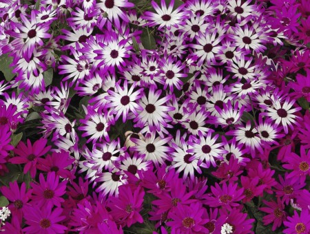 Bright purple flowerbed
