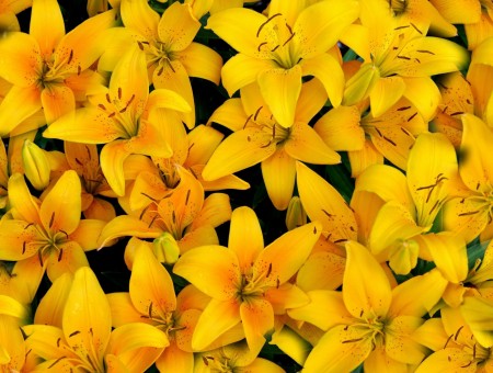 Yellow petals lily
