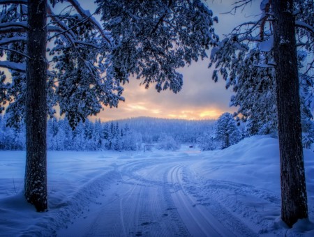 Winter forest road on sunset