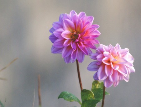 Dahilas flowers