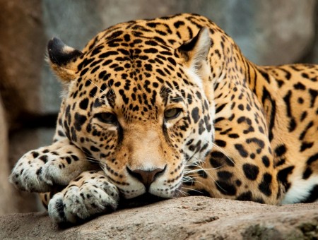 Jaguar look