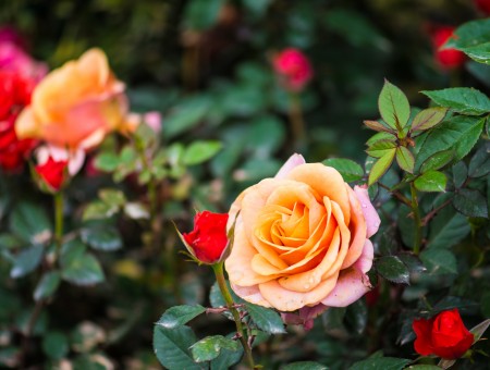 Bright rose flower