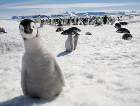 Many penguins