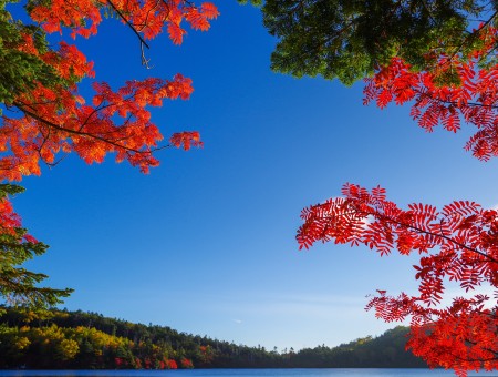 Autumn trees and lake