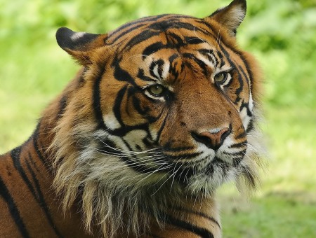 Tiger look