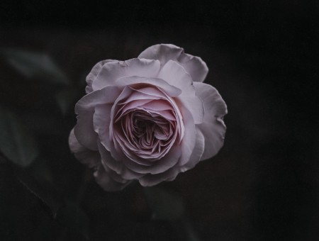 Bud pink rose