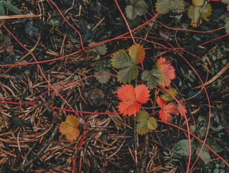 Leaves on grass
