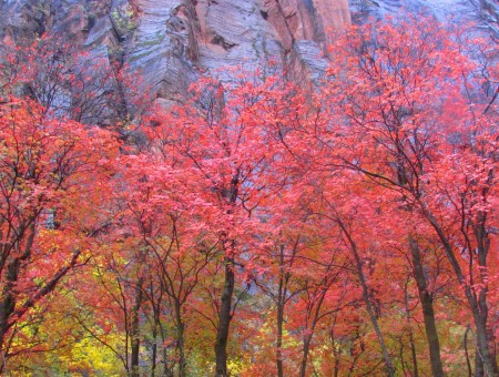 Zion National Park in autumn