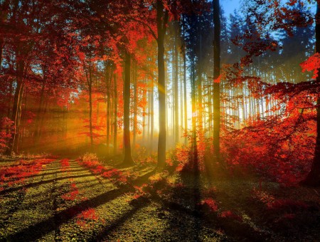 Autumn rays in forest