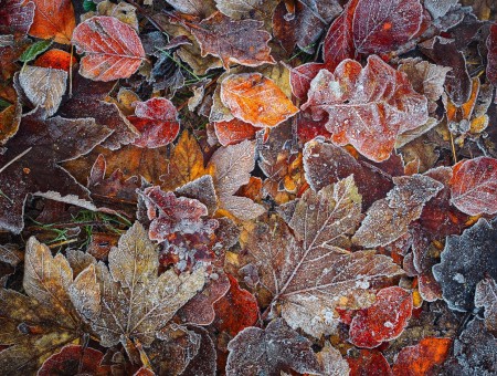 Macro leaves in frost
