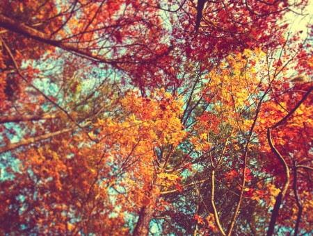 Autumn leaves on trees