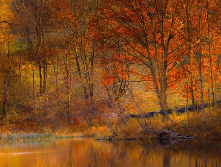 Autumn trees and lake