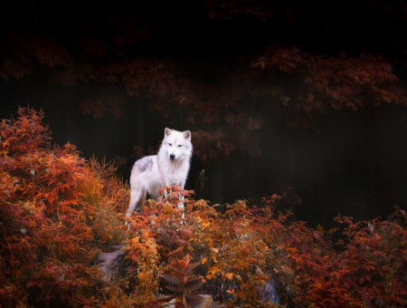 White wolf in autumn forest