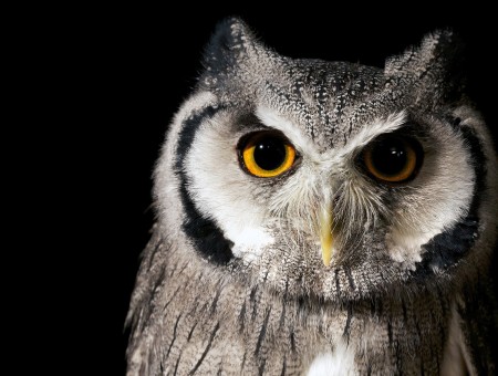 Owl look