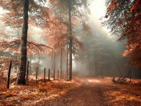 Auumn forest in fog