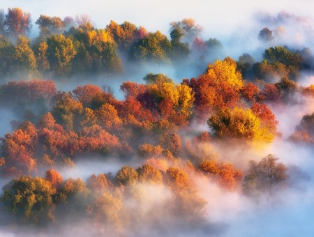 Autumn paint in fog